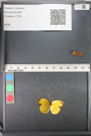 Media type: image;   Entomology 122502